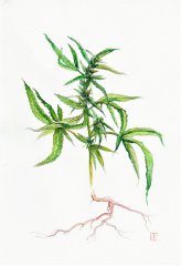 Ruderal-Hanf-Cannabis-ruderalis-Aug-2021.jpg