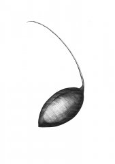 Samen Unbekannt/Seed Unknown, Kugelchreiber Zeichnung/Ballpoint Pen Drawing A3, 2003