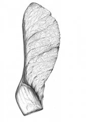 Ahorn Samen / Maple Seed Pod (acer platanoides) Kugelchreiberzeichnung A3/Ballpoint pen drawing A3