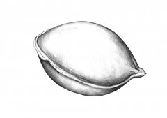 Clementine Samen/Clementine Seed (Citrus clementina), Kugelschreiber Zeichnung/Ballpoint Pen Drawing A3, 2001