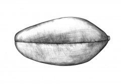 Weizen Samen/Wheat Seed (Triticum aestivum). Kugelschreiber Zeichnung/Ballpoint Pen Drawing A3, 2001