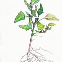 Ackermelde - Chenopodium, August 2021