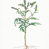 Beifussblaettriges Traubenkraut - Ambrosa-artemisiifolia