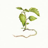Brennessel - Urtica