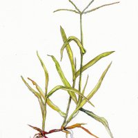 Fingerhirse - Digitaria decumbens, August 2021