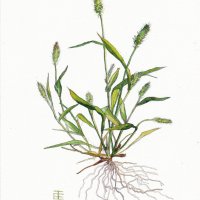 Grüne Borstenhirse - Setalria vilridis, August 2021