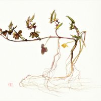 Horn-Sauerklee - Oxalis corniculata, August 2021