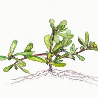Portulak - Portulaca oleracea, August 2021