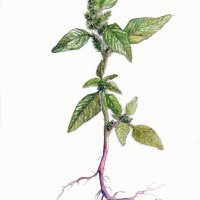 Rauhaariger Amarant - Amaranthus retroflexus, August 2021