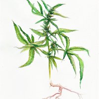 Ruderal Hanf - Cannabis ruderalis, August 2021