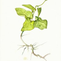Windeknoeterich -C limbing Binweed Fallopia convulvulus, Juli 2021