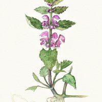 gefleckte Taubnessel - lamium maculatum, 19x24 cm, Aaquarell auf Arches, 2022