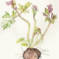 hohler Lerchensporn - corydalis cava rosa, 19x24 cm, Aquarell auf Arches 2022