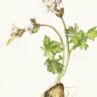 hohler Lerchensporn - corydalis cava weiß, 19x24 cm, Aquarell auf Arches 2022