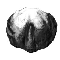 Kastanie/Chestnut (castanea), Kugelschreiberzeichnung/Ballpoint pen drawing A3, 2003