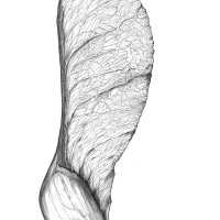 Ahorn Samen / Maple Seed Pod (acer platanoides) Kugelchreiberzeichnung A3/Ballpoint pen drawing A3