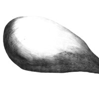 Apfel Samen/Apple Seed Pod (malus) Kugelschreiber Zeichnung/Ballpoint Pen Drawing A3, 2002
