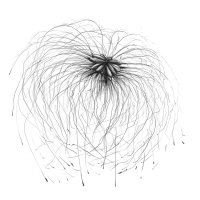 Waldrebe/Clematis Seed Pods. Kugelschreiber Zeichnung/ Ballpoint Pen Drawing A3, 2003