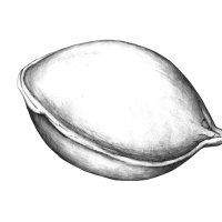 Clementine Samen/Clementine Seed (Citrus clementina), Kugelschreiber Zeichnung/Ballpoint Pen Drawing A3, 2001