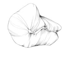 Clementine Samen/Clementine Seed (Citrus clementina) Kugelschreiber Zeichnung/Ballpoint Pen Drawing A3, 2001