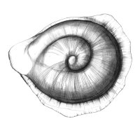 Gelbe Tomate Samen/Yellow Tomato Seed Pod (Solanum lycopersicum) Kugelschreiber Zeichnung/Ballpoint Pen Drawing A3, 2001