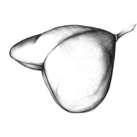 Gruenlilie Samenkapsel/Spider Plant Seed Pod (Chlorophytum comosum), Kugelchreiber Zeichnung/Ballpoint Pen Drawing, A3, 2001
