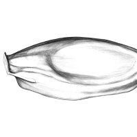 Honigmelone Samen/Canary Melon Seed (Cucumis melo), Kugelschreiber Zeichnung/Ballpoint Pen Drawing, A3, 2001