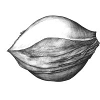 Kirsche Samen/Cherry Seed (Prunus cerasus), Kugelschreiber Zeichnung/Ballpoint Pen Drawing A3 2001