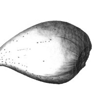 Mandel Samen/Almond Seed (Prunus dulcis), Kugelschreiber Zeichnung/Ballpoint Pen Drawing A3, 2002