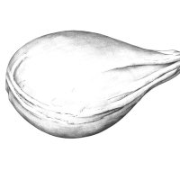 Orange Samen/Orange Fruit Seed, (Citrus sinensis), Kugelschreiber Zeichnung/Ballpoint Pen Drawing A3, 2001