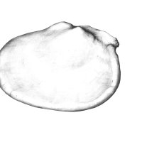 Paprika Samen/Pepper Seed (Capsicum), Kugelschreiber Zeichnung/Ballpoint Pen Drawing A3, 2001