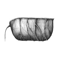 Rittersporn Samenkapsel/Delphinium Seed Pod (Delphinium), Kugelschreiber Zeichnung/Ballpoint Pen Drawing, A3, 2003