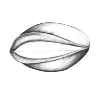 Suesskirsche Samen/Sweet Cherry Seed (Prunus avium), Kugelschreiber Zeichnung/Ballpoint Pen Drawing A3, 2003
