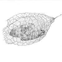 Stachelgurke Samenkapsel/Wild Cucumber Seed Pod (Echinocystis lobata)